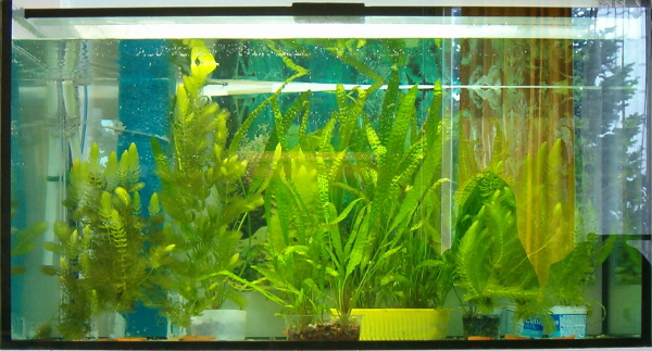 akvárium s rostlinami