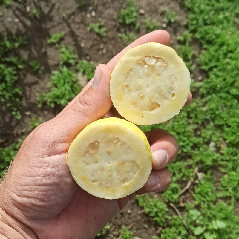 fruit-guava