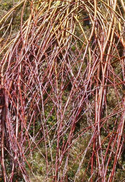 basketry wicker